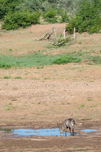 A grey antelope drinking water from a small pond