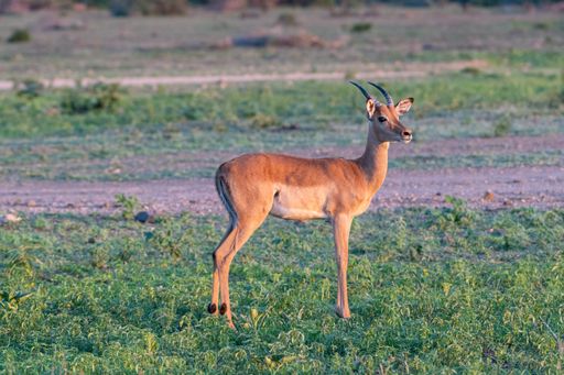 A beautiful shot of an antelope standing in a green field