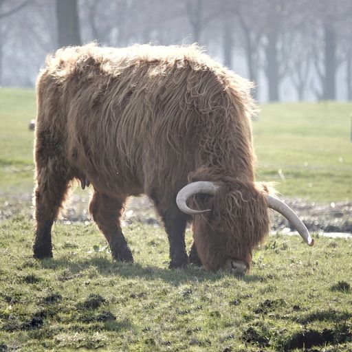 A long haired highland cattle cow eating grass in green field