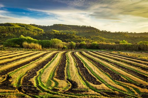 A panoramic view of rice fields in Chamusca, Ribatejo, Portugal during sunset