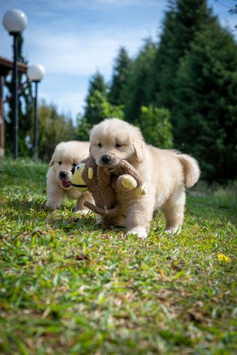 A closeup of Golden Retriever puppies playing in the field