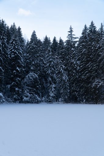 A beautiful view of a snowy landscape with trees on a cold winter day