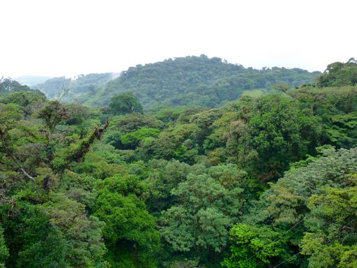 The Monteverde Cloud Forest Reserve (Reserva Biologica Bosque Nuboso Monteverde) is a Costa Rican reserve located along the Cordillera de Tilaran.