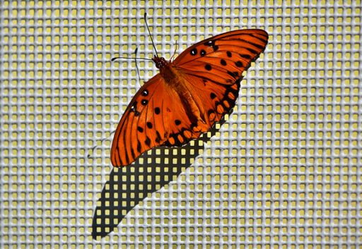 A bright orange agraulis vanillae butterfly clings to the side of a screened wall.