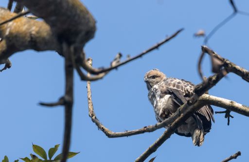 A low angle shot of a hawk perched on a tree branch