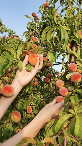 A vertical shot of a female picking delicious peaches from a tree
