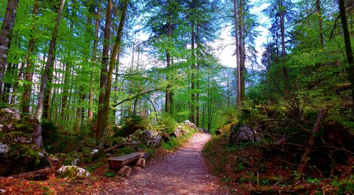 A beautiful shot of a narrow pathway surrounded by trees in the forest