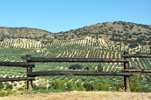 A landscape shot of a split-rail fence in front of a green tree area