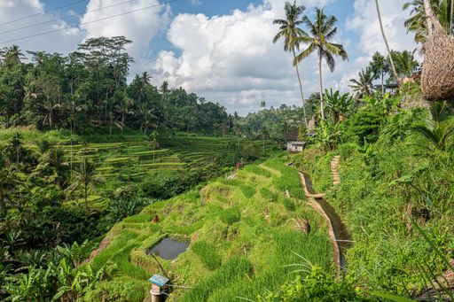 A high angle shot of grassy hills with palm trees under a blue cloudy sky at daytime