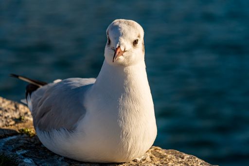A close-up of a cute seagull perched on a concrete ground under the sunlight