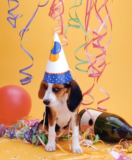 A vertical shot of a dog wearing a birthday celebration hat on a yellow background