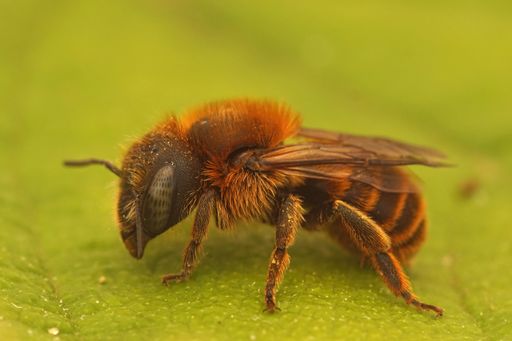 Closeup on a colorfull orange golden fringed mason bee, Osmia aurulenta sitting on a green leaf in Southern France