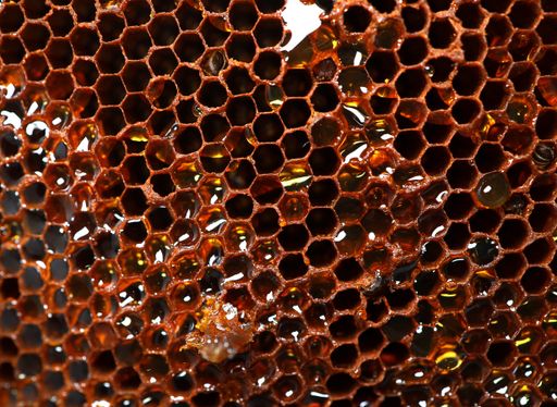 A closeup shot of honeycomb full of honey made by bees - background concept