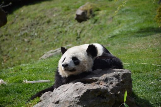 A lazy panda resting on a rock in the zoo