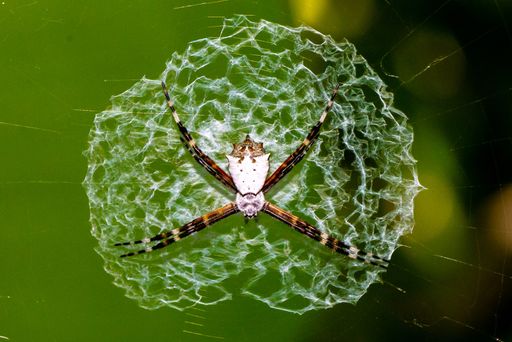 Spider in its web, orb-weaver. Wasp spider Argiope submaronica. Black and white exotic spider in the jungle in Central America, Costa Rica