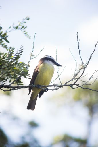 A vertical selective focus shot of a Great Tit bird sitting on a branch of a tree