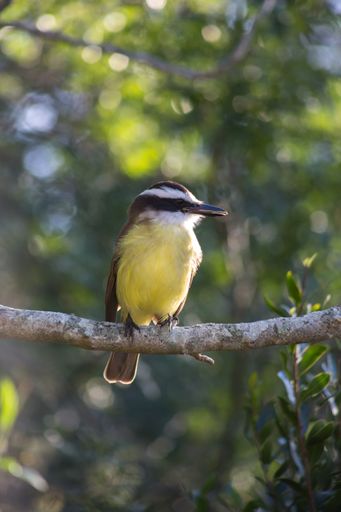 A vertical selective focus shot of a Great Tit bird sitting on a branch of a tree