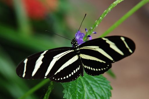 A closeup shot of a Zebra longwing butterfly Heliconius charithonia resting on a leaf