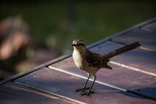 A closeup of a Chilean mockingbird standing on a wooden table in a field under the sunlight