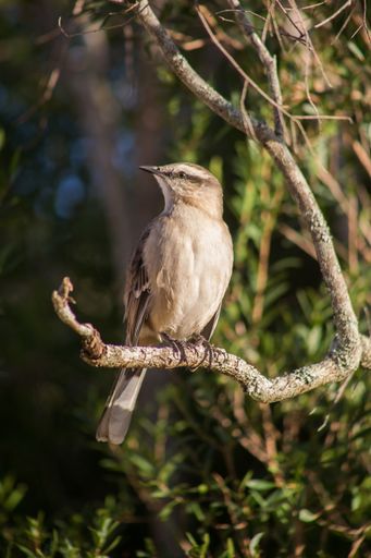 A vertical shot of a Patagonian mockingbird standing on a tree branch in a field under the sunlight
