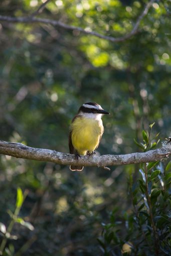 A vertical selective focus shot of a Great Tit bird sitting on a branch of a tree