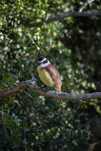 A vertical selective focus shot of a Great Tit bird sitting on a branch of a tree