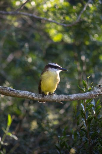 A vertical selective focus shot of a Great Tit bird sitting on a branch of a tree