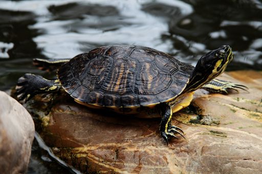 A closeup shot of a red-eared turtle Trachemys scripta elegans resting on a rock near the water