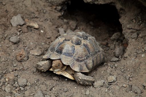 A closeup shot of a brown Asian forest tortoise Manouria emys resting near a rocky burrow