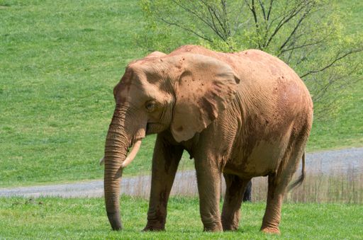 A vertical closeup shot of an elephant walking on a green grass
