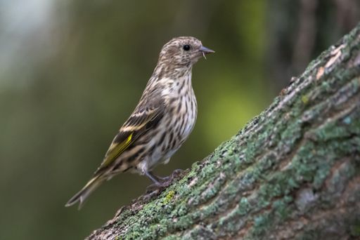 A closeup focused shot of a small brown bird standing on a tree branch covered in moss