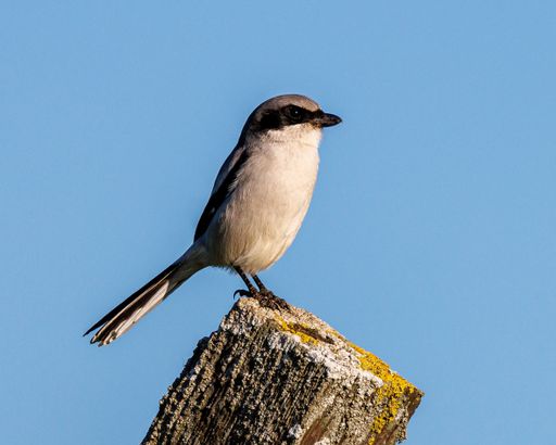 A closeup shot of a Loggerhead Shrike perching on a wooden fence against a blurred background