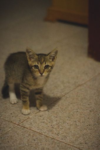 A vertical closeup shot of a cute grey kitten staring at the camera while walking on the tiled floor
