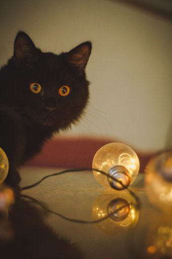 A vertical closeup shot of a black cat staring at the camera near the burning light bulb