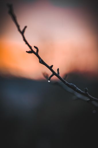 A droplet on a branch after the rain and during sunset