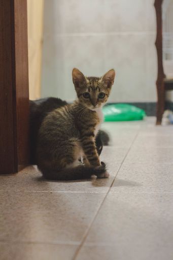 A vertical closeup shot of a cute grey kitten staring at the camera while sitting on the tiled floor