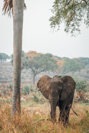 A vertical shot of an adorable elephant in Murchison Falls National Park, Uganda