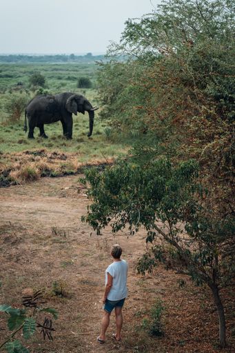 A vertical shot of a woman standing in a jungle in front of an elephant in Uganda