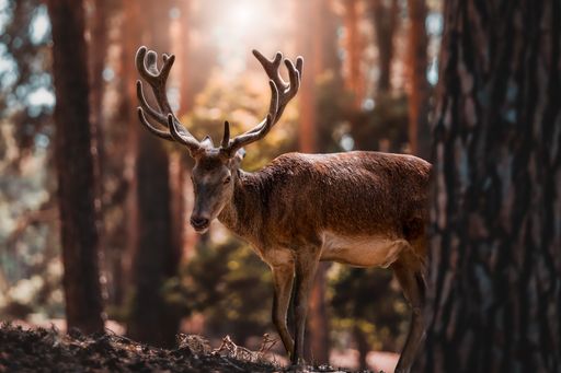A brown dear in the woods on a blurred background at sunset