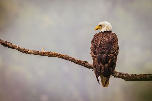 A vertical closeup of a bald eagle seen from behind, perched on a branch of a tree