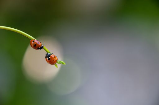 A shallow focus shot of two seven spot ladybird standing on green leaf with blurred background
