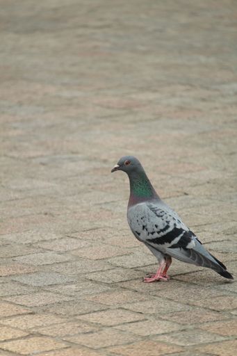 A vertical closeup shot of a pigeon standing on the ground outdoors