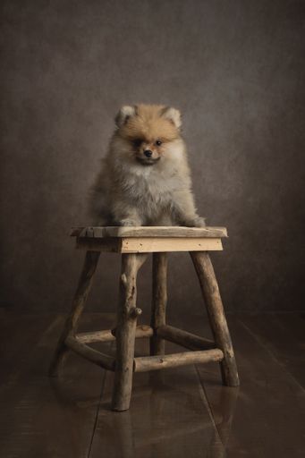 A vertical shot of a cute Pomeranian dog on  a wooden chair in a brown room
