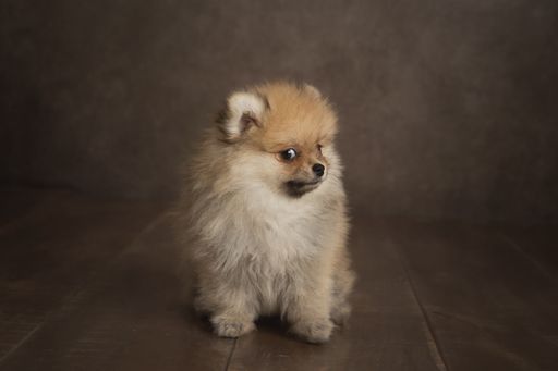 A cute Pomeranian (Spitz) dog looking weird in a brown room