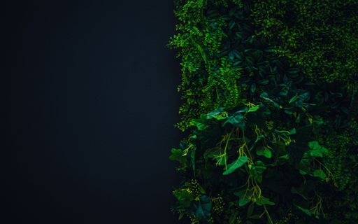A beautiful shot of a green ivy plant on a black wall