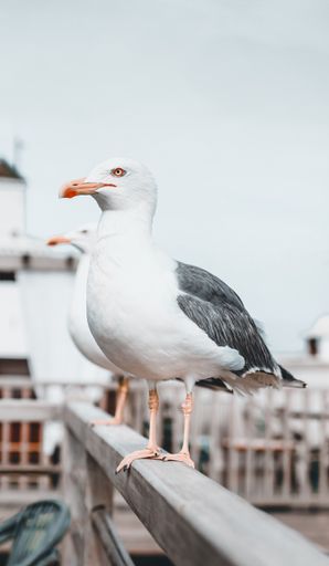A close-up shot of beautiful seagulls perched on a wooden railing in Essaouira, Morocco