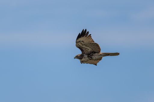 A closeup shot of a hawk flying in the sky