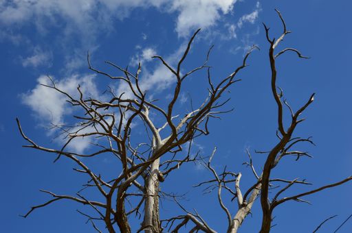 A low angle shot of the bare tree branches under the sunlight and blue sky