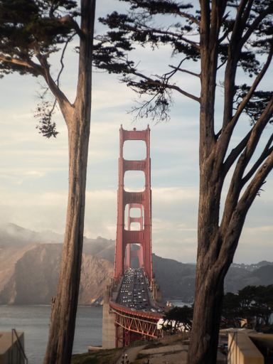 A vertical shot of Golden Gate Bridge in San Francisco, USA, with two thin trees in the shot