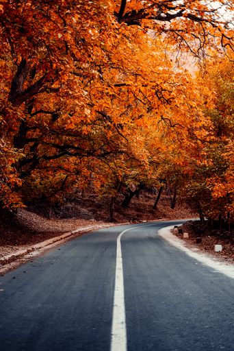 A vertical shot of an empty highway amidst autumn leaves